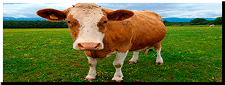 brown guernsey cow badge